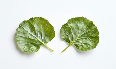 Wall Mural - Two vibrant green leaves sit on a white background