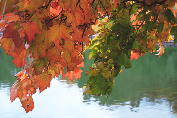 Aufkleber - A autumn tree with orange leaves is in front of a body of water. The leaves are vibrant and colorful, with some of them being green and others orange. The tree branches are full of leaves