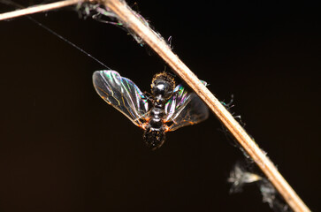 Wall Mural - little wasp trapped in a spider web