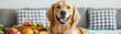 © Siripong - Happy golden retriever dog with fruit basket in cozy living room warm atmosphere joyful pet portraits