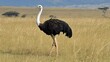 © Boonnam Burart - Ostrich Walking Through Golden Grassland in Natural Habitat