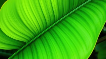 vibrant green leaf with soft fresh tropical vibes in a natural setting, lush green, natural, sustain
