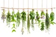 © VolumeThings - Fresh herbs hanging in herbal apothecary on white background including basil rosemary sage thyme mint oregano marjoram savory lavender dandelion ch