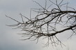 © TS LEE - Image of a tree with fallen leaves in an apartment building near the Daecheongcheon Stream walking trail