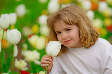 Beautiful kid smelling the white tulip flower on tulip fields. Child in smelling tulip in spring park. Close up kids face in tulip field.