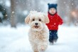 © Anna - Maltipoo walking in snow with child behind, childs red jacket standing out in the snowy surroundings, soft blur of a frosty park in the background