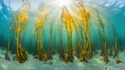 Canvas Print - Vibrant kelp sways gently in clear water as sunlight streams down, creating a serene underwater environment filled with life