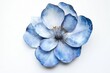 © Yevhen - Springtime greeting card featuring a blue flower on a white background with ample copy space