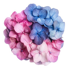 Wall Mural - Pink blue violet multi-colored hydrangea flowers  isolated on a transparent background