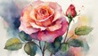 © Manami Saku - Watercolor art of roses. バラの花の水彩画