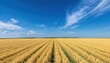 © Frame - Expansive golden wheat field under a bright blue sky.