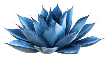 Blue agave plant isolated against a white background