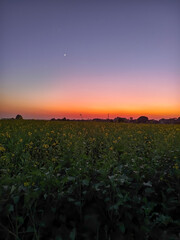 Wall Mural - Sunset over a field of rapeseed with trees in the background