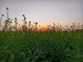 Wall Mural - Amazing sunset over a mustard field in springtime. Nature composition.