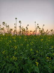 Wall Mural - Mustard field at amazing sunset, closeup of mustard flowers.