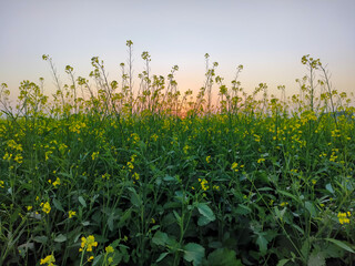 Wall Mural - Amazing mustard blossoms in the field at sunset, closeup of photo
