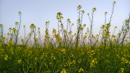 Wall Mural - Rape blossoms in a field in spring, closeup of photo