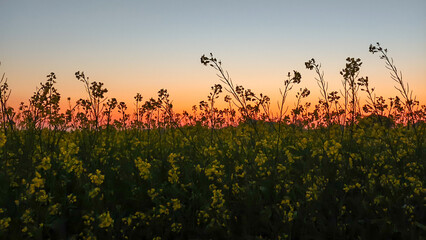 Wall Mural - Sunset over a field with canola in the foreground. Beautiful view of canola field due to early sunset in winter