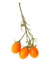 Wall Mural - Three orange tomatoes hanging from a stem