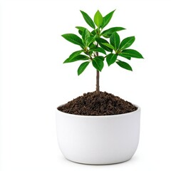 A photostock of a small spherical bonsai tree growing from rich brown soil, isolated on a clean white background, artistic and eco-friendly, High Quality