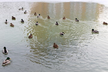 ducks in the water