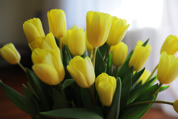 Wall Mural - Vibrant Yellow Tulips in Full Bloom Under Soft Natural Light Backdrop