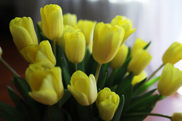 Wall Mural - Fresh Yellow Tulips Bouquet in Natural Light - Spring Floral Decor