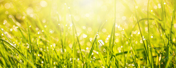 Wall Mural - Fresh green grass and morning sunlight. Beautiful nature closeup field landscape with abstract panoramic natural plants, spring summer bright botany meadow grass banner background