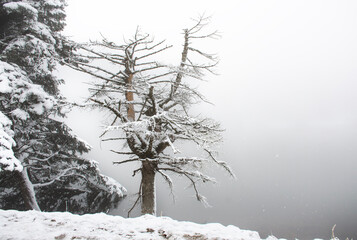 tree in snow