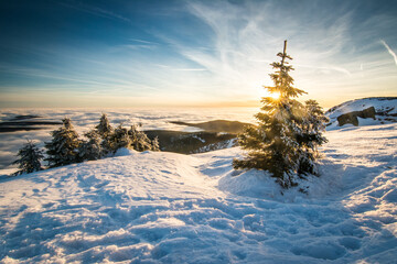 winter krkonose mountain sunset horizon, snow, spruce tree, cloud in the valley, blue sky