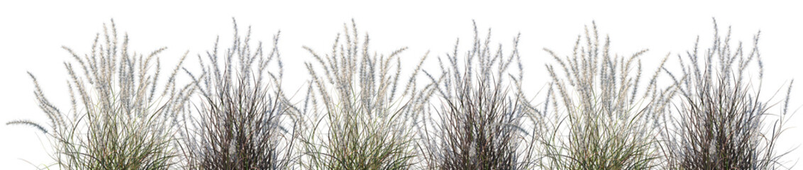 Naklejka na meble Set of Pennisetum setaceum rubrum (Purple Fountain Grass) isolated png on a transparent background perfectly cutout high resolution