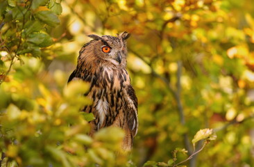 Wall Mural - Portrait of a eagle owl in the nature habitat. Bubo bubo. A beautiful owl sits on a beech branch.