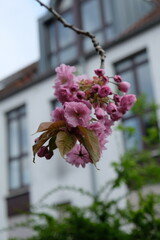 Wall Mural - FU 2023-04-20 Kirschblute 48 Am Zweig wachsen rosa Kirschblüten