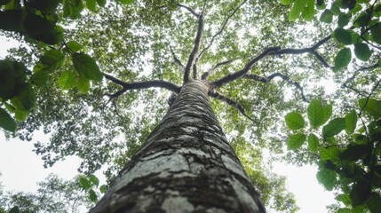 Wall Mural - Majestic view of a tall tree reaching towards the sky amidst lush green foliage in a vibrant forest setting