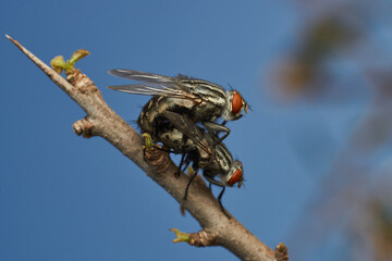 Wall Mural - A fly on another fly perched on a branch