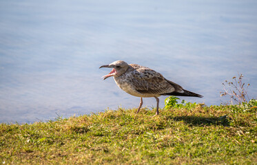 A bird is standing on a grassy area near a body of water