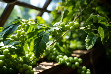 green unripe grapes