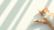 © Kakabe - A fluffy orange cat sleeps peacefully on a light surface, bathed in soft light and shadows, perfect for portraying relaxation, home comfort, or pet themes in marketing materials or blogs,