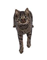 Aufkleber - Handsome house cat with tabby pattern, laying down with paws hanging over edge. Looking straight to camera. Isolated cutout on a transparent background.