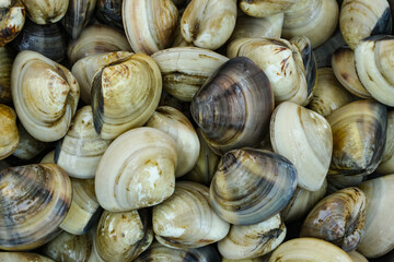 Wall Mural - Fresh clams for seafood background