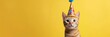 © Jayk - cute funny cat in birthday hat, yellow background, copy space