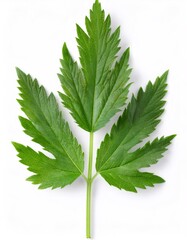 Wall Mural - Freshly picked, vibrant green motherwort leaf, showcasing its intricate structure and medicinal properties, set against a clean white backdrop