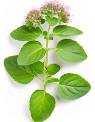 Poster - Close up of a fresh oregano sprig featuring vibrant green leaves and delicate pink flowers, set against a clean white backdrop