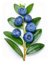 Poster - Isolated studio shot of a bilberry sprig with ripe berries and green leaves on a white background