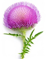 Wall Mural - Silybum marianum, commonly known as milk thistle, isolated on white background showcasing its vibrant purple flower and thorny green stem