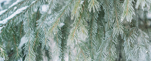 Wall Mural - background of winter fir branches. merry christmas.