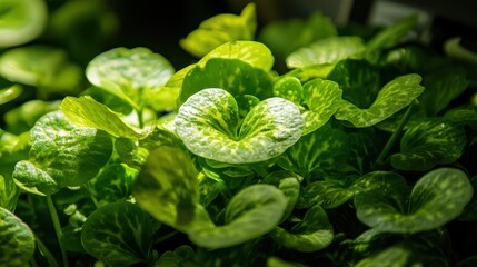 Closeup of fresh green leaves in lush nature environment captured in vibrant detail and natural light