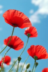 Wall Mural - Bright red poppies bloom against a blue sky in a serene natural setting during springtime