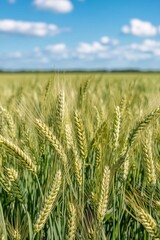 Wall Mural - wheat field under bright blue sky with fluffy clouds during sunny day