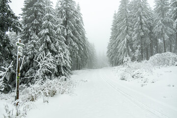 Wall Mural - Winterwanderung durch den Thüringer Wald bei Oberhof und dem Kanzlersgrund bei winterlichen Wetter - Thüringen - Deutschland